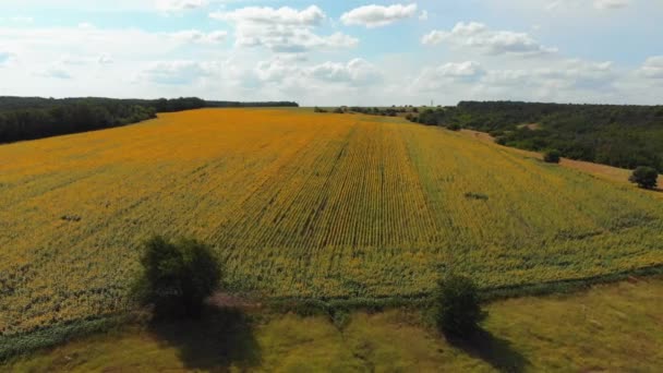 Luchtfoto drone weergave van zonnebloemen veld. Rijen zonnebloemen op een heuvel — Stockvideo