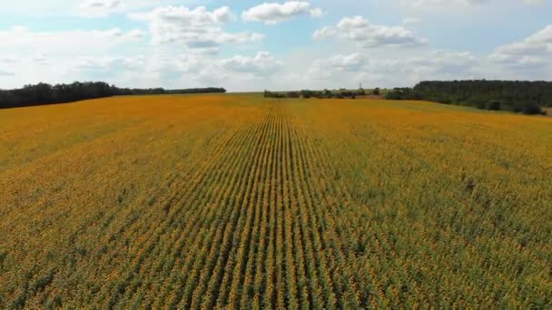 Drohnen-Ansicht des Sonnenblumenfeldes. Sonnenblumenreihen auf einem Hügel — Stockvideo