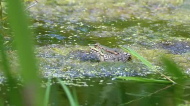 Πράσινο βάτραχο που κάθεται σε μια όχθη ποταμού στο νερό — Αρχείο Βίντεο