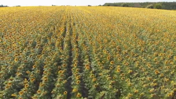 Aerial Drone widok Sunflowers Field. Rzędy słoneczników na wzgórzu — Wideo stockowe