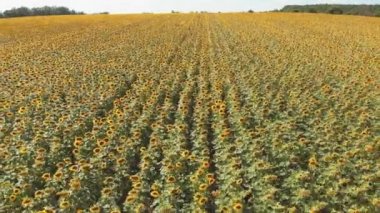 Ayçiçeği Alanı'nın Havadan Drone görünümü. Bir Tepede Ayçiçeği Sıraları