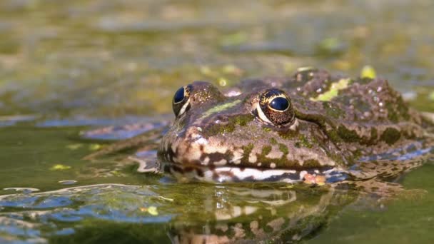 강에서 녹색 개구리입니다. 클로즈업. 물 식물과 물에 두드의 초상화 얼굴 — 비디오