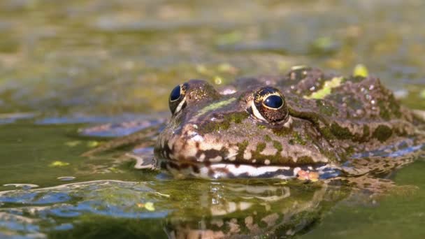 Grenouille verte dans la rivière. Gros plan. Portrait Visage de crapaud dans l'eau avec des plantes aquatiques — Video