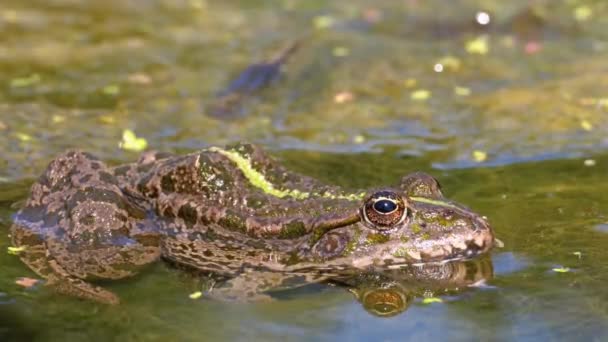 Green Frog in the River. Close-Up. Portrait Face of Toad in Water with Water Plants — Stock Video