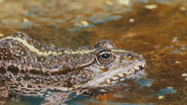 Grön groda i älven. Närbild. Porträtt ansikte Toad i vatten med vattenväxter — Stockvideo