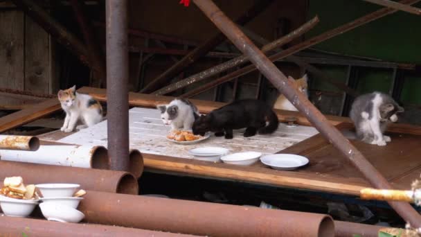 Pequenos Gatos Sem Abrigo ou Gatinhos Selvagens Comendo Carne na Rua em aterro — Vídeo de Stock