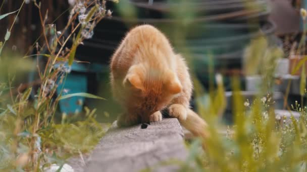 Gatito rojo salvaje sin hogar jugando en un vertedero en el patio trasero en la basura — Vídeos de Stock