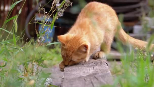 Hemlösa vild röd kattunge spelar på en deponi i bakgården på papperskorgen — Stockvideo