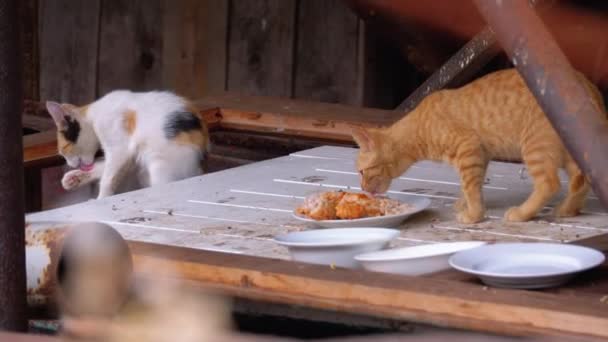 Bezdomny dziki czerwony Kitten jedzenia mięsa na ulicy na składowisko. Karmienie zwierząt bezpańskich — Wideo stockowe