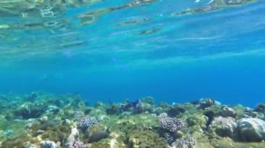 Tropikal Balık ile Kızıldeniz'de Renkli Sualtı dünyası, Mercan resifi yakınında Denizanası. Mısır