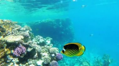 Mercan Resifi yakınlarında Kızıldeniz'de Yüzen Kelebek Sarı Balık. Mısır.
