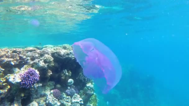 Medusas cor-de-rosa flutuando em águas azuis claras do Mar Vermelho perto do recife de coral. Egipto . — Vídeo de Stock