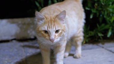 Gece Sokakta Kırmızı Sokak Mısır Kedisi