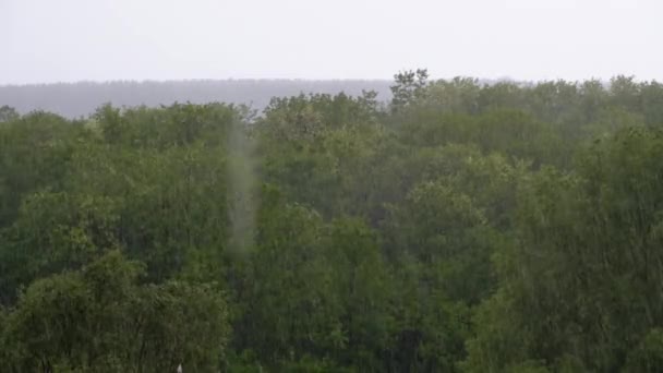 緑の木々や森を背景にした大雨 — ストック動画