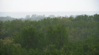 Yeşil Ağaçların veya Ormanın Arkasında Sağanak Yağmurweather forecast