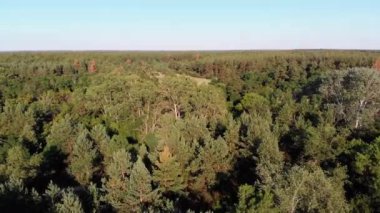 Çam Ormanı 'nın hava manzarası. Yeşil Ağaçlı Wood Park. Yukarıdan Görünüm