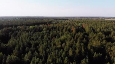 Çam Ormanı 'nın hava manzarası. Yeşil Ağaçlı Wood Park. Yukarıdan Görünüm