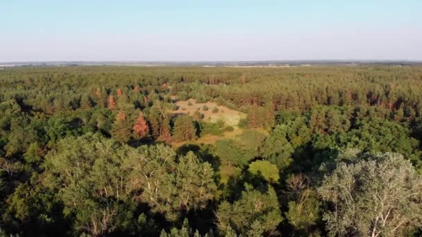 Вид з повітря на сосновий ліс. Дерев'яний парк з зеленими деревами. Вид згори — стокове відео