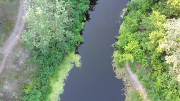 Повітряний вид на Річкорид між сосновим лісом. Річка біля верхівок зелених дерев — стокове відео