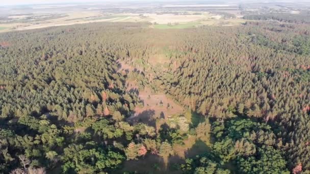 Luftaufnahme vom Kiefernwald. Waldpark mit grünen Bäumen. Blick von oben — Stockvideo
