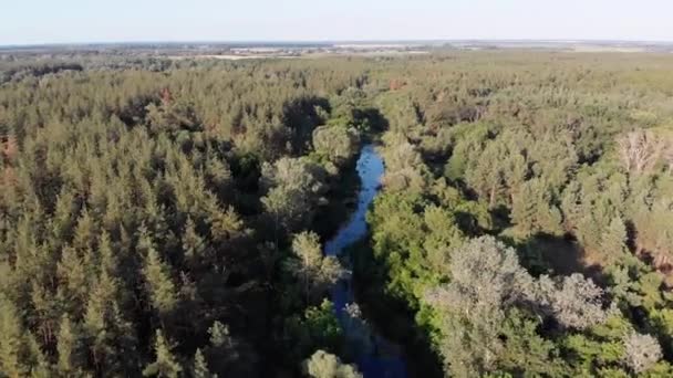 Çam Ormanı Arasındaki Nehir yatağı 'nın havadan görüntüsü. Yeşil Ağaçların Tepesi Yakınlarındaki Nehir — Stok video