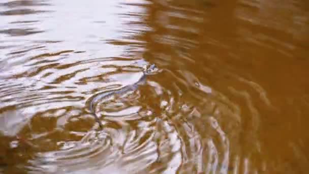 Kleine Würfelnatter schwimmt im Fluss. Zeitlupe. Natrix tessellata im Wasser. — Stockvideo