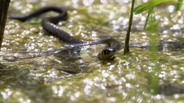 Würfelnatter schwimmt durch Sümpfe aus Sumpfdickicht und Algen. Zeitlupe. — Stockvideo