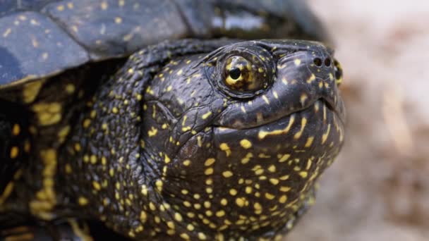 River Turtle si trova sulla sabbia. Tartaruga stagno europeo Emys orbicularis. Rallentatore. — Video Stock