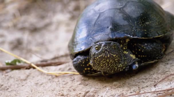 Floden Turtle ligger på Sand. Den europeiska dammsköldpaddan Emys orbicularis. Långsamma rörelser. — Stockvideo