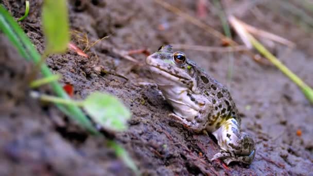 La rana se sienta en la orilla cerca del río. Retrato de sapo verde divertido mira a la cámara — Vídeos de Stock