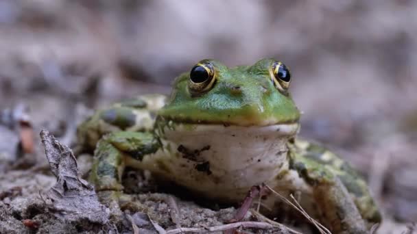 Retrato de rana verde divertido mira a la cámara . — Vídeos de Stock