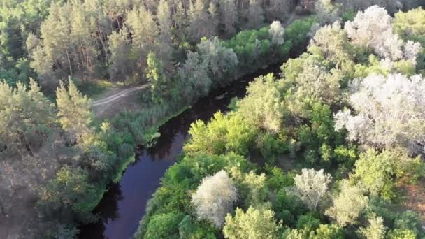 Вид с воздуха на русло реки между сосновым лесом. Река рядом с Топами зеленых деревьев — стоковое видео