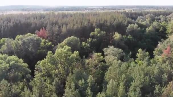 Uitzicht vanuit de lucht op dennenbos met velden. Houtpark met groene bomen — Stockvideo