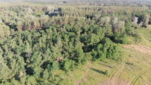 Vista aérea na floresta de pinheiros com campos. Parque de madeira com árvores verdes — Vídeo de Stock