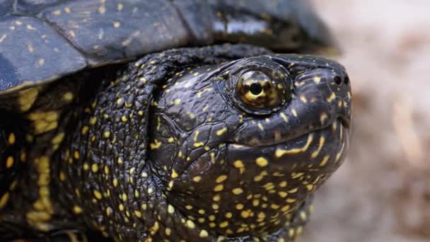 River Turtle Lies on Sand. European pond turtle Emys orbicularis. Slow Motion. — Stock Video