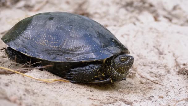 River Turtle si trova sulla sabbia. Tartaruga stagno europeo Emys orbicularis. Rallentatore. — Video Stock