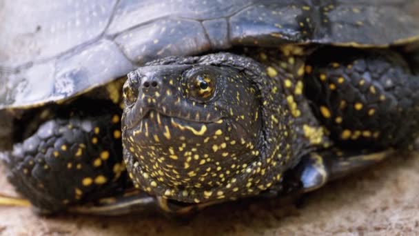 Floden Turtle ligger på Sand. Den europeiska dammsköldpaddan Emys orbicularis. Långsamma rörelser. — Stockvideo