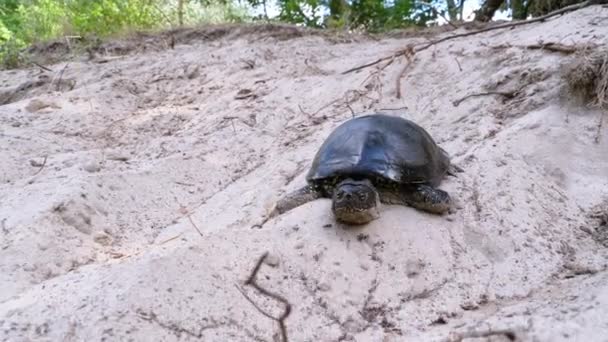 Rivierschildpad kruipend op het zand bij Riverbank. Langzame beweging — Stockvideo