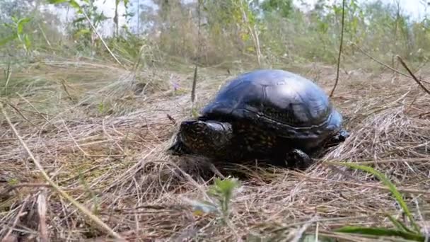 River Turtle Crawling on the Green Grass — Stock Video