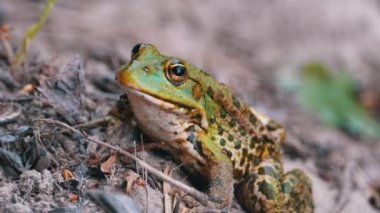 Nehir kıyısındaki Kum 'da Kurbağa Oturur. Yeşil Kurbağa Portresi.