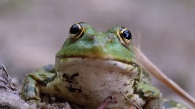 Kurbağa Komik Kameraya Bakar. Yeşil Kurbağa 'nın Portresi Kumda Oturuyor.