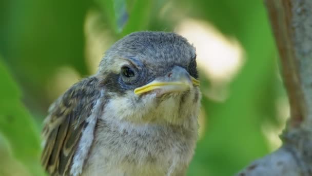 Nestling Sitting on a Tree Branch in Green Forest. Focinho de Pássaro ou Pintainho — Vídeo de Stock