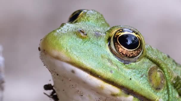 Kikker zit op het zand bij de rivier de Shore. Portret van groene pad. — Stockvideo