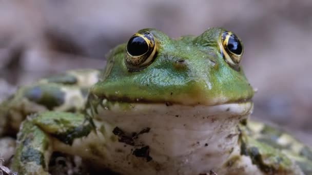 Portrét zelené žáby legrační pohledy na fotoaparát. — Stock video