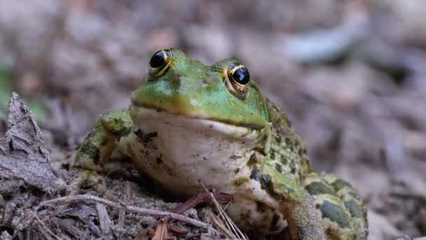 Rana divertida mira a la cámara. Retrato de sapo verde se sienta en la arena . — Vídeos de Stock