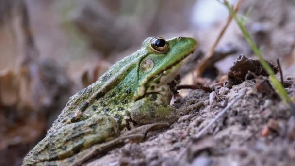 Жаба співає на піску біля берега річки. Портрет зеленої жаби. — стокове відео