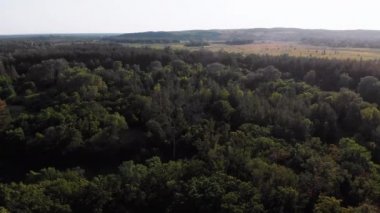 Çam Ormanı 'nın hava manzarası. Yeşil Ağaçlı Wood Park. Yukarıdan Görünüm