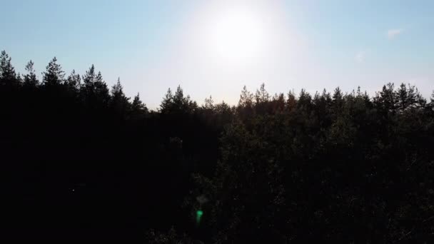 Luftaufnahme einer Silhouette des Kiefernwaldes gegen die Sonne — Stockvideo