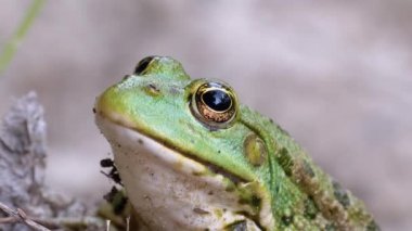 Nehir kıyısındaki Kum 'da Kurbağa Oturur. Yeşil Kurbağa Portresi.