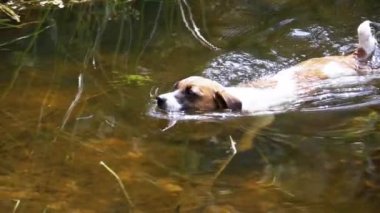 Nehirde yüzen köpek. Yavaş Hareket